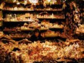 /album/advent-erzes/adventbecs-3-jpg/